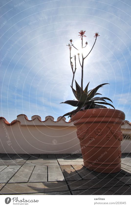 sunflower Decoration Roof terrace Handrail Roofing tile Monk and nun Sky Sunlight Summer Beautiful weather Plant Pot plant Dream house Wall (barrier)