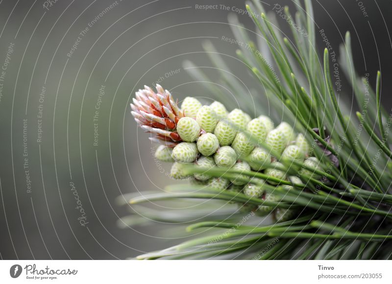 pine cone Nature Spring Plant Thin Point Thorny Growth Pine needle Propagation Seed Cone Shoot Fragrance Fresh Colour photo Exterior shot Close-up Deserted