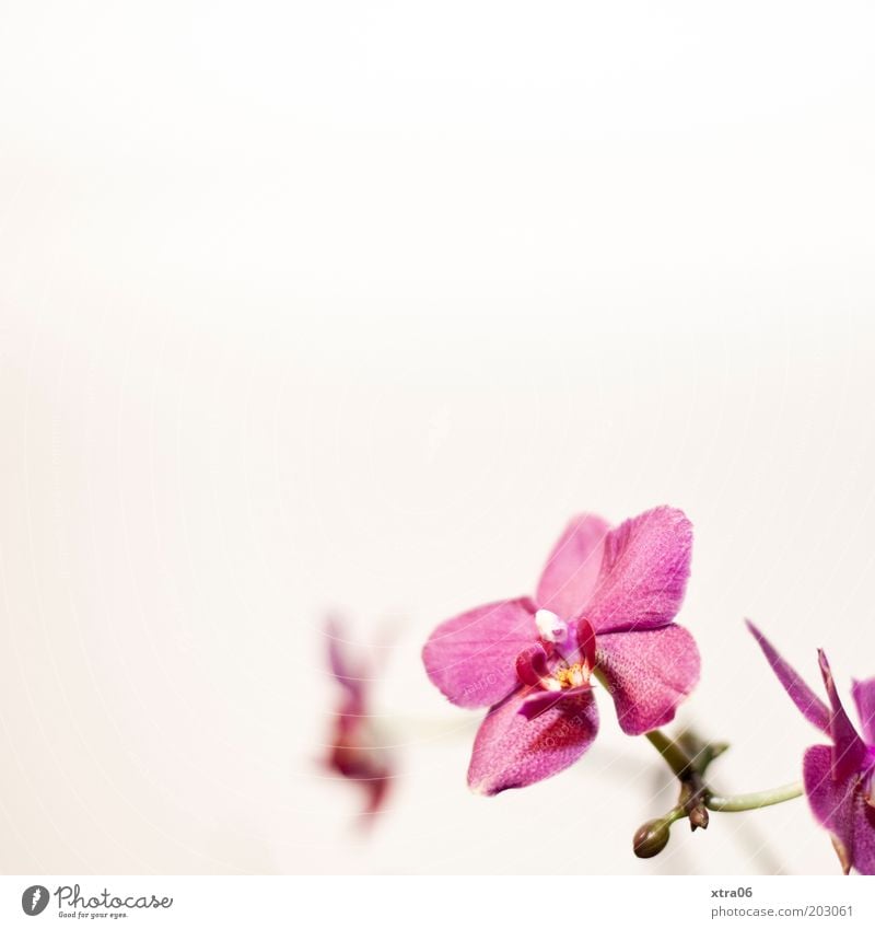 blossoms in the corner Plant Flower Orchid Blossom Pot plant Exotic Esthetic Beautiful Bud Pink Colour photo Interior shot Close-up Copy Space left