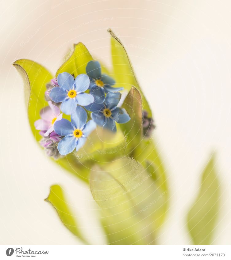 Forget-me-not (Myosotis) Art Nature Plant Spring Flower Blossom Cologne Fine Art Bright Bright green Blossom leave Garden Park Meadow Kitsch Odds and ends Image