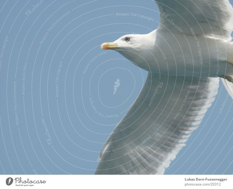 seagull Bird Ocean seagull in flight Nature Flight of the birds