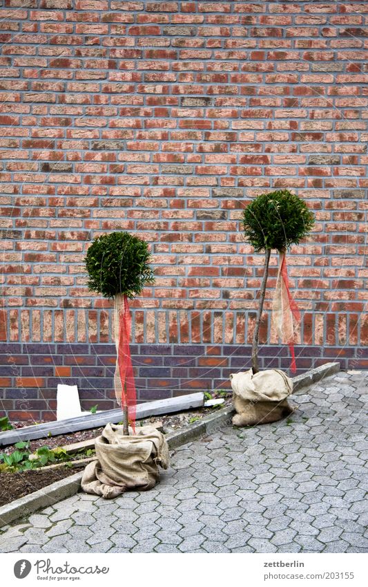 Fresh from the nursery Garden Front garden Horticulture Plant Sapling Tree Little tree Beech 2 In pairs Relationship Connectedness Paving stone Cobblestones