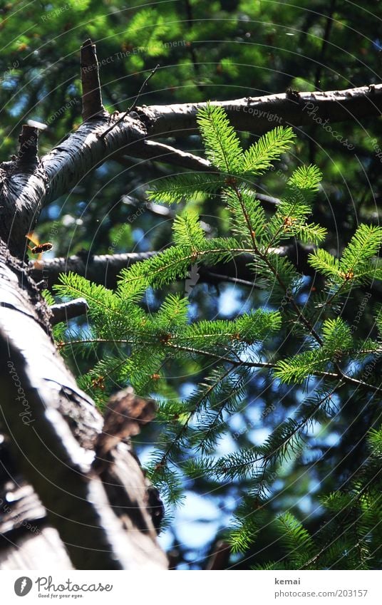 wood wasp Environment Nature Animal Sunlight Summer Climate Beautiful weather Warmth Tree Leaf Foliage plant Wild plant Fir tree Fir needle Fir branch