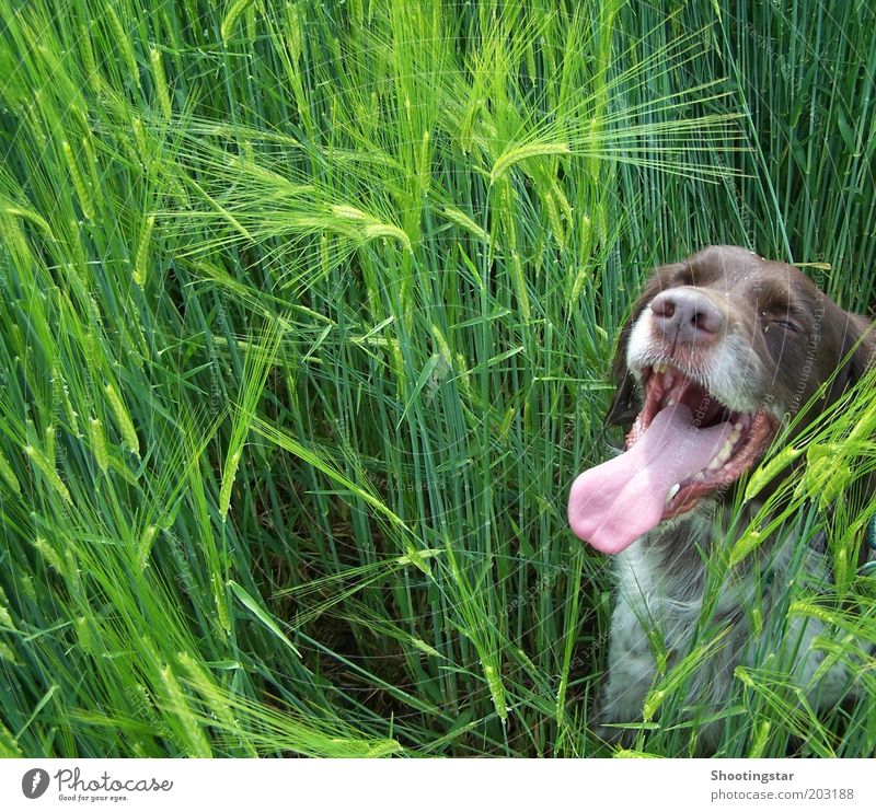 A dog in the cornfield Spring Warmth Plant Foliage plant Field Animal Pet Dog Animal face 1 Sit Long Brown Green White Break Colour photo Copy Space left Day