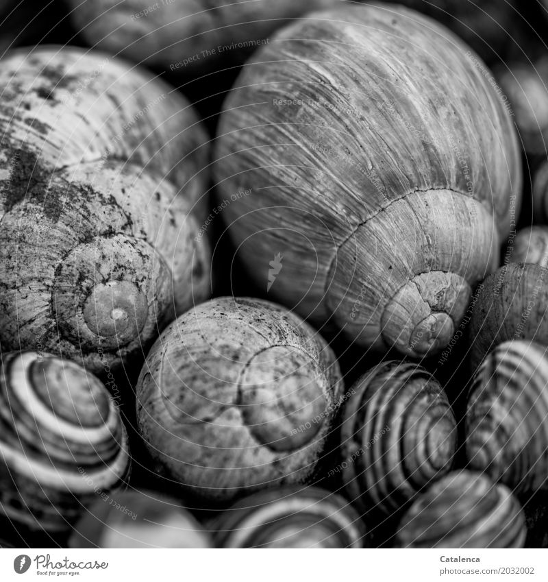 Snail meeting, many empty snail shells Nature Crumpet Snail shell Group of animals Old Esthetic Gray Black White Emotions Death End Design Apocalyptic sentiment