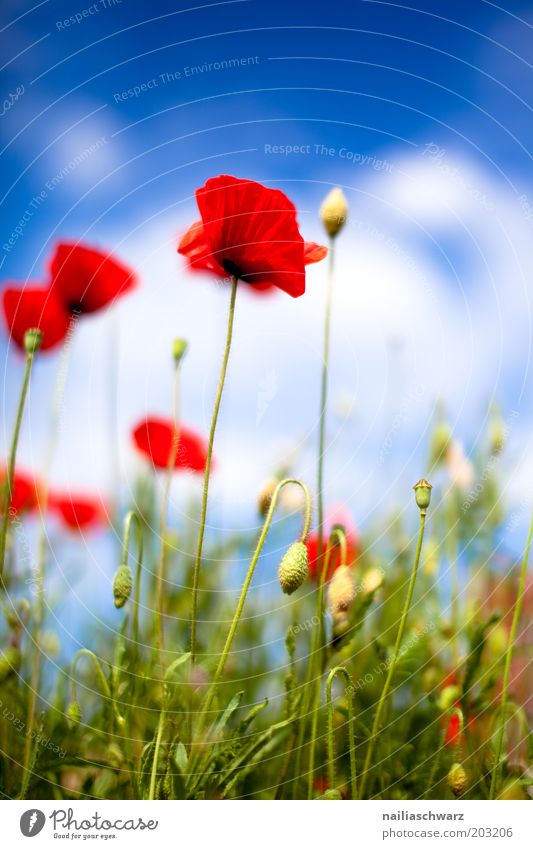 poppies Environment Nature Plant Sky Clouds Sunlight Spring Summer Beautiful weather Grass Blossom Foliage plant Wild plant Poppy Poppy blossom Poppy field