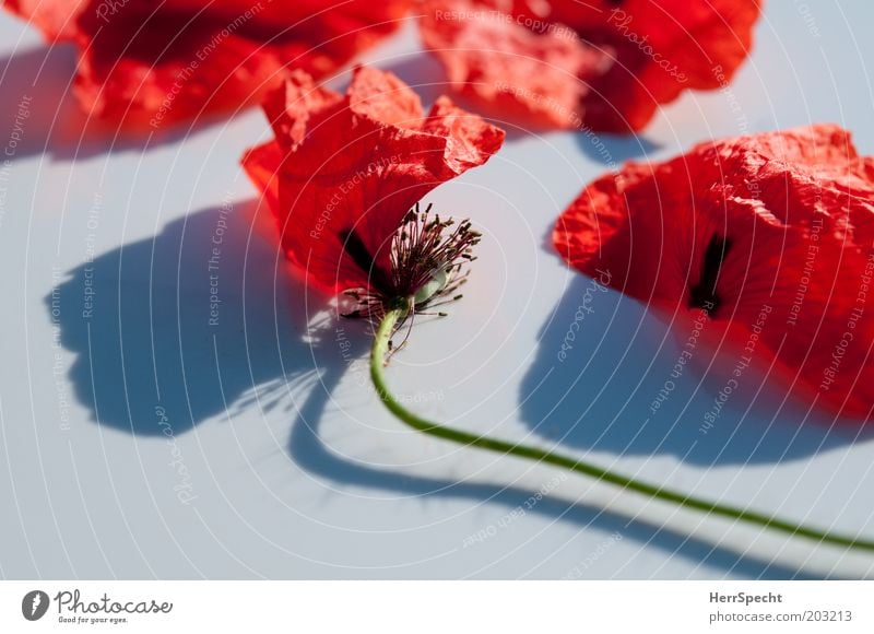 broken Plant Flower Blossom Poppy Blossom leave Old Red Black White Beautiful Transience Delicate Faded Broken Stalk Colour photo Exterior shot Close-up Detail