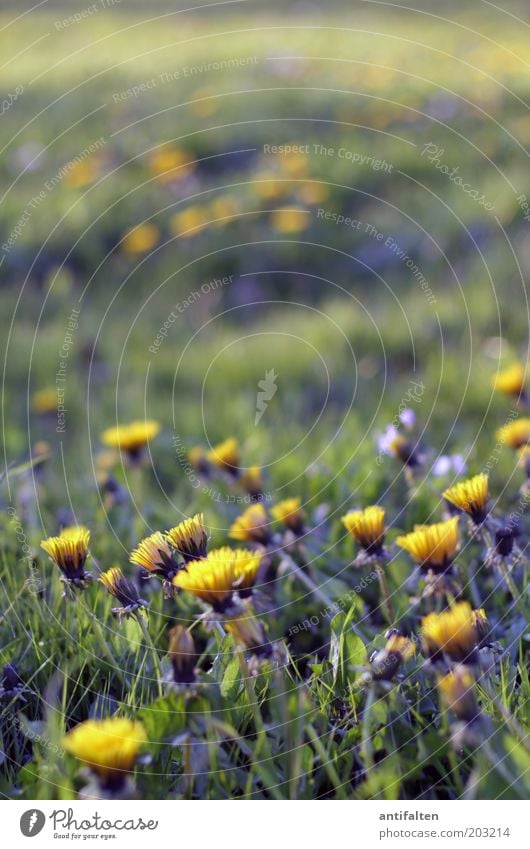 dandelion Nature Plant Spring Summer Beautiful weather Flower Grass Blossom Dandelion Park Meadow Fragrance Growth Fresh Infinity Yellow Green Spring fever