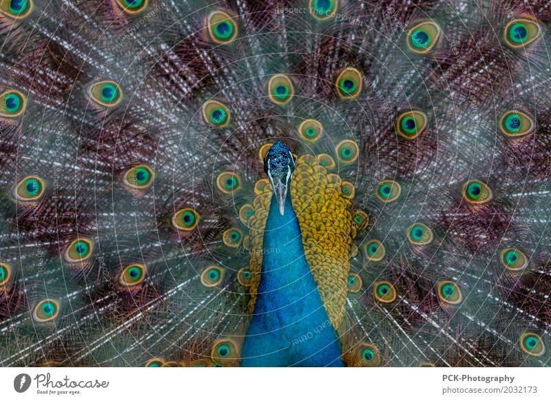 peacock Animal Wild animal - a Royalty Free Stock Photo from Photocase