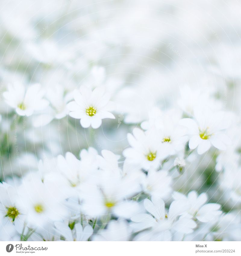 Bettsacherla Garden Plant Spring Flower Blossom Meadow Blossoming Fragrance Bright White Purity Pure Colour photo Subdued colour Exterior shot Close-up Pattern