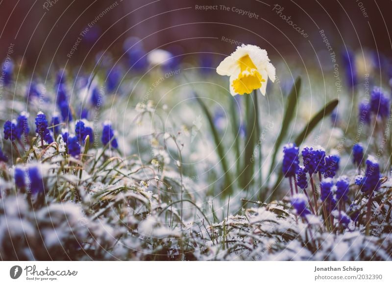 Winter vs. Spring I Relaxation Snow Garden Ice Frost Flower Blossom Growth Cold Blue Yellow Violet Joie de vivre (Vitality) Spring fever Anticipation Hope April