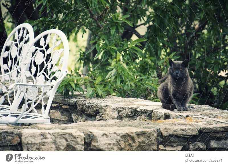 pump Nature Plant Animal Summer Tree Pet Cat Pelt 1 Brown Gray Green Black White Chair Sit Observe Watchfulness Ear Colour photo Multicoloured Exterior shot