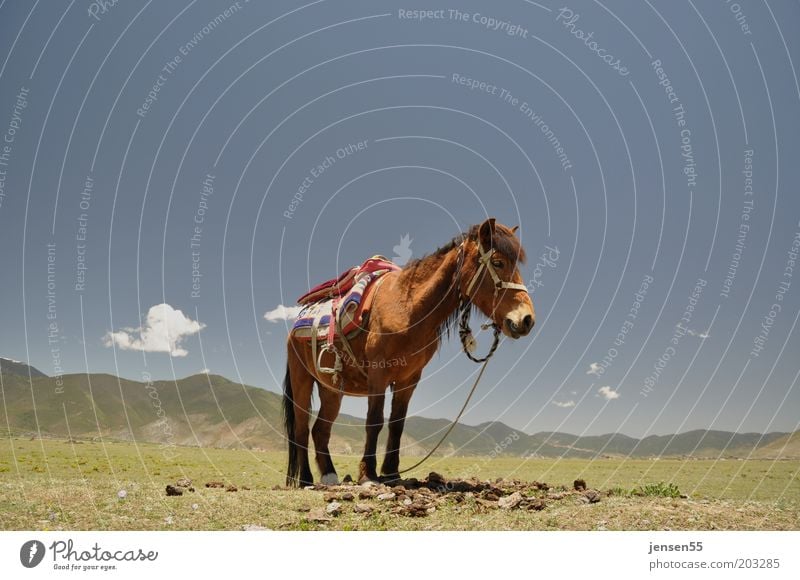 loneliness Ride Equestrian sports Environment Landscape Sky Cloudless sky Mountain Animal Horse 1 Stand Wait Serene Patient Calm Nature Colour photo