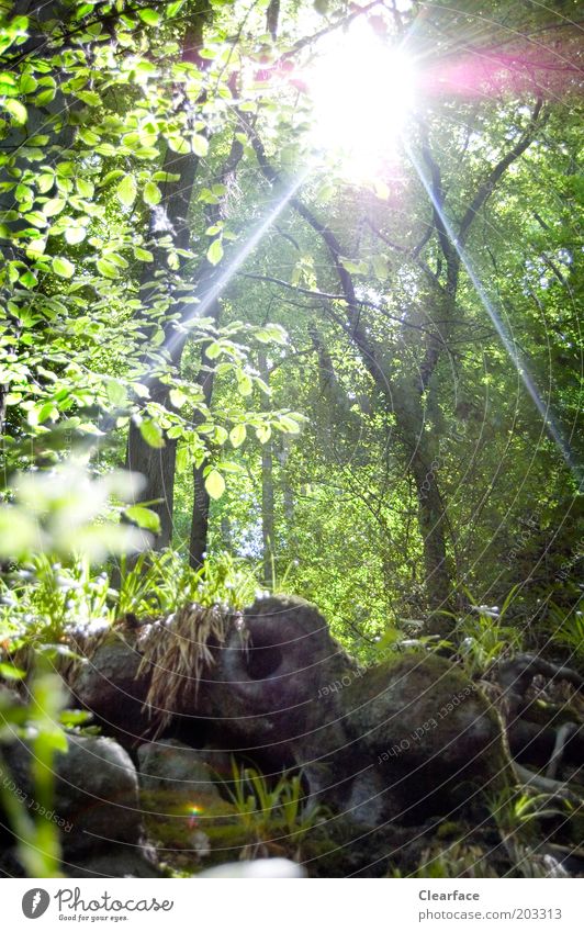 Hobbithausen Environment Nature Sunlight Summer Beautiful weather Plant Tree Moss Forest Discover Dream Quaint Woodground The Hobbit Mysterious Jinxed