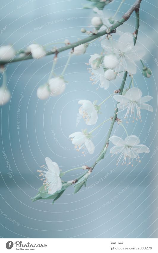 cherry blossoms Cherry blossom Twig spring bleed flowering twig Blossoming Light blue Delicate