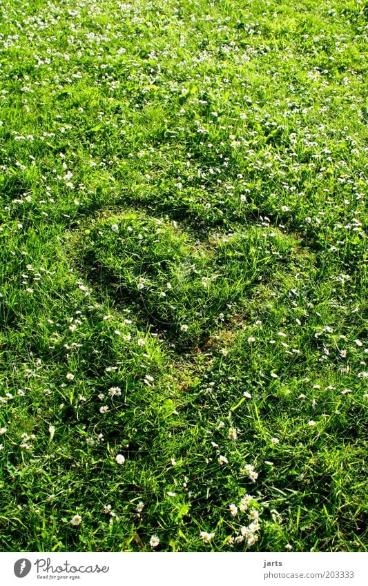 green love Nature Spring Summer Beautiful weather Grass Meadow Sign Heart Natural Green Infatuation Environmental protection Climate protection Multicoloured