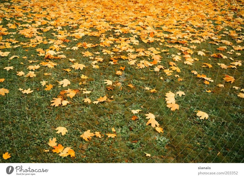 leaf course Environment Nature Plant Autumn Climate Grass Park Meadow Gloomy Under Yellow Green Decline Transience Lose Leaf Autumn leaves Autumnal Ground