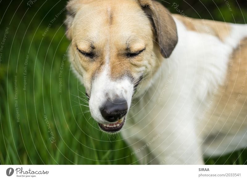You just have to chew hard Nature Grass Animal Pet Dog Animal face Pelt 1 Funny Yellow Green White Chew Colour photo Exterior shot Close-up Deserted Day Blur