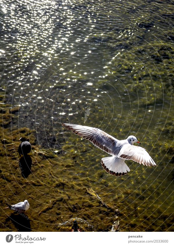airhead Elements Water Beautiful weather Lakeside Bay Animal Wild animal Bird Flying Seagull Aerial photograph Wing Waves Lake Constance Colour photo