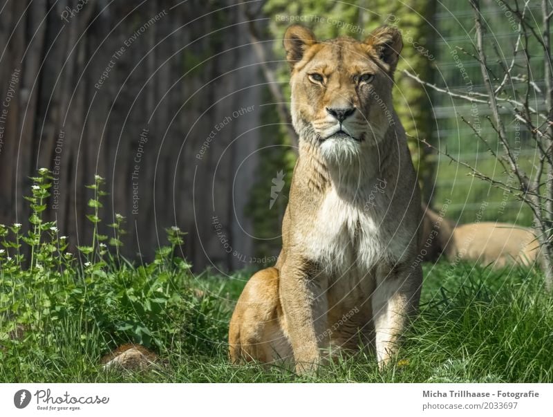 In the view of the lioness Environment Nature Animal Sun Sunlight Beautiful weather Plant Flower Grass Wild animal Animal face Pelt Lion Lioness 1 Observe
