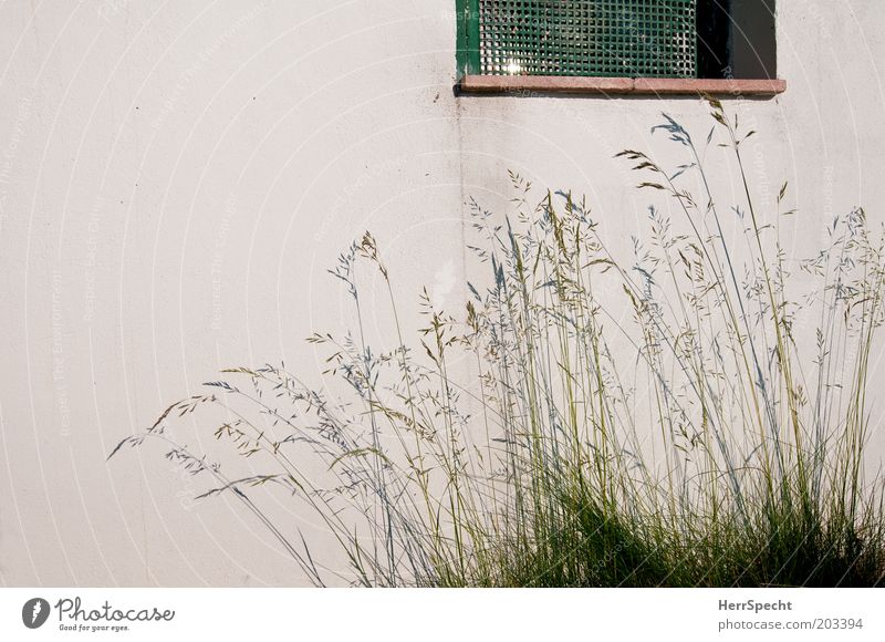 shadow grasses Grass Garden Wall (barrier) Wall (building) Window Grating Green White Shadow Colour photo Subdued colour Exterior shot Morning Light