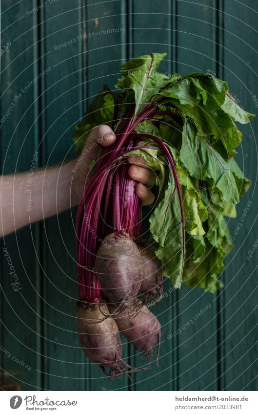 Hand holds a bunch of beetroot Man Adults Wood To hold on Natural Green Red Nature Red beet Colour photo Interior shot Day Bird's-eye view