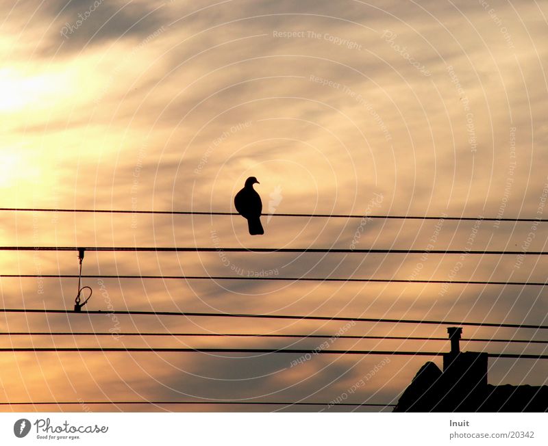 Bird on the wire rope Pigeon Overhead line Railroad Back-light Dusk Moody Evening