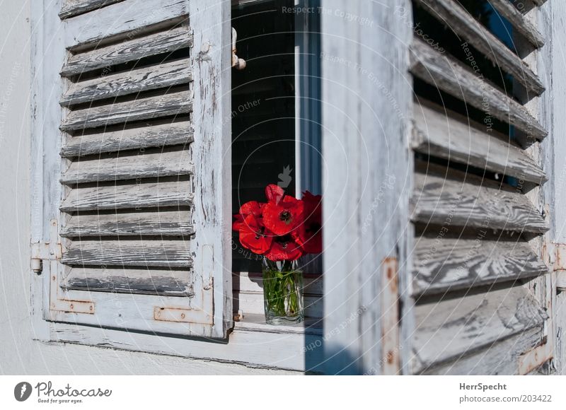 flower shop Flower Poppy Window Shutter Slat blinds Red White Bouquet Dye Derelict Old Open Colour photo Subdued colour Exterior shot Central perspective Day