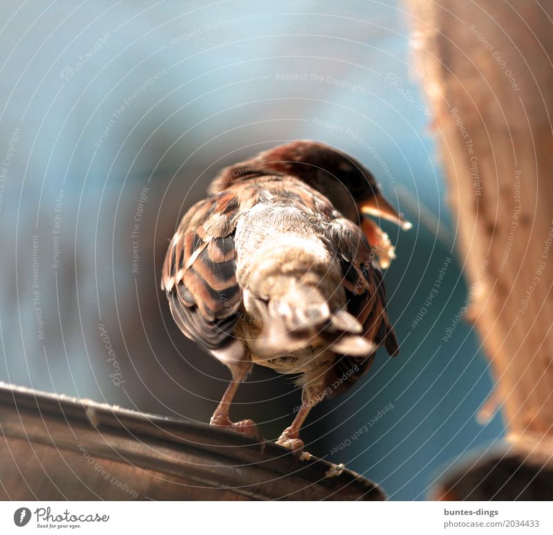 sparrow Environment Nature Air Spring Animal Bird 1 Attentive Serene Colour photo Subdued colour Exterior shot Close-up Deserted Copy Space top