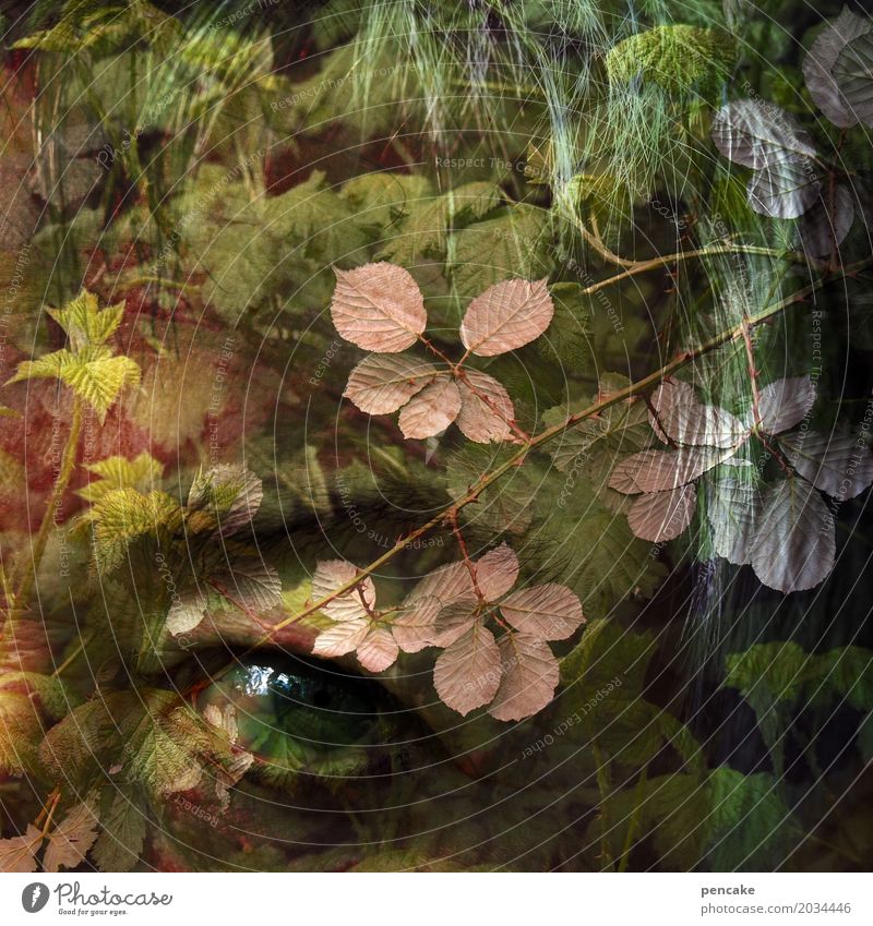 inner voice Human being Eyes Nature Plant Bushes Forest Old Exceptional Looking Soul Meditation The deep Leaf Double exposure Mystic Mysterious Fairy tale