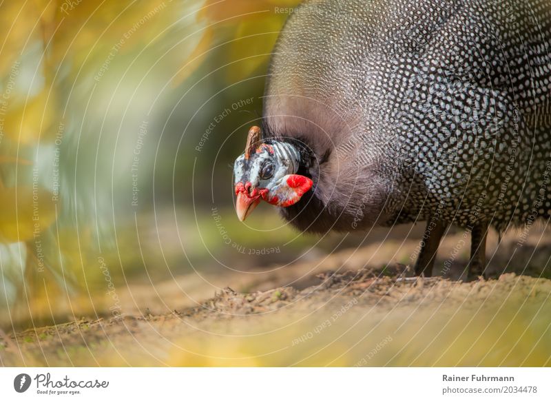 a guinea fowl Animal Pet "Chicken Farm Animal 1 To feed Walking Colour photo Exterior shot Copy Space left Copy Space bottom Day Sunlight Shallow depth of field