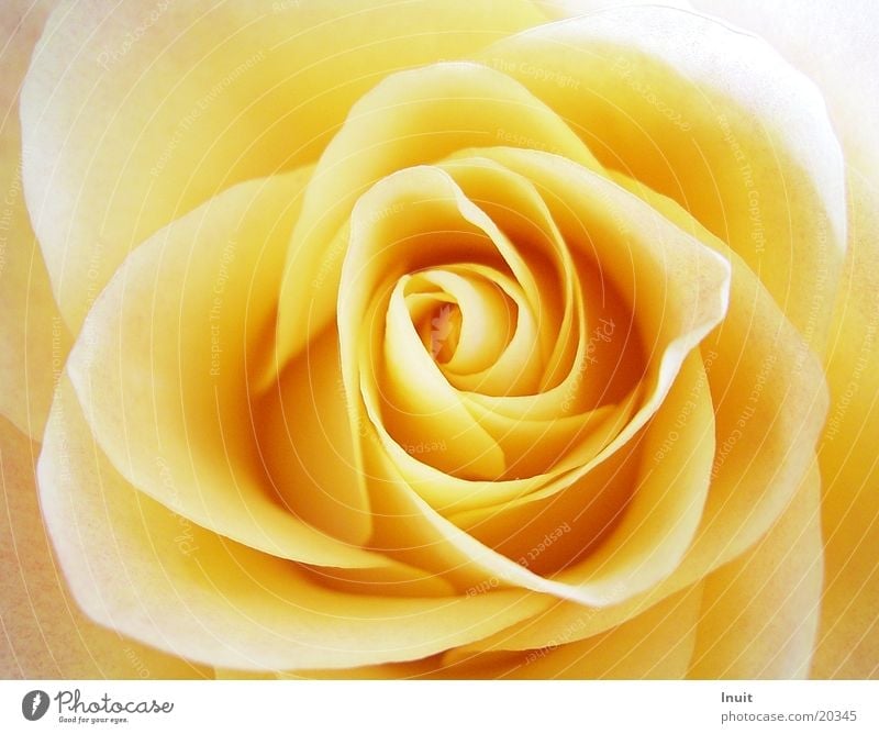 Rose 02 Rose blossom Blossom Yellow Detail