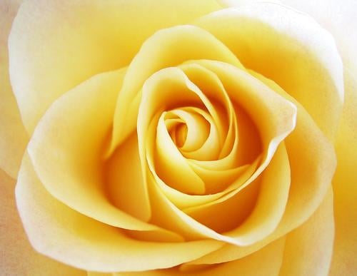 Rose 02 Rose blossom Blossom Yellow Detail