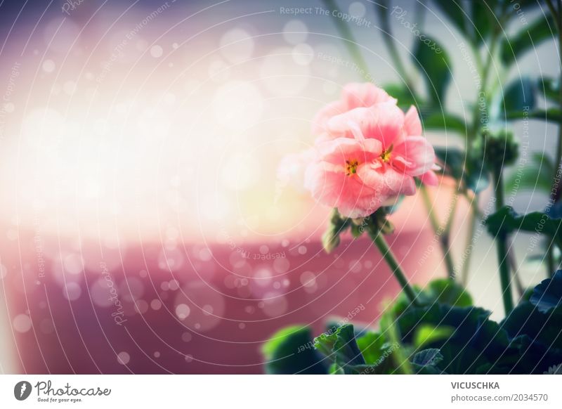 Pastel pink flower, nature background - a Royalty Free Stock Photo from  Photocase