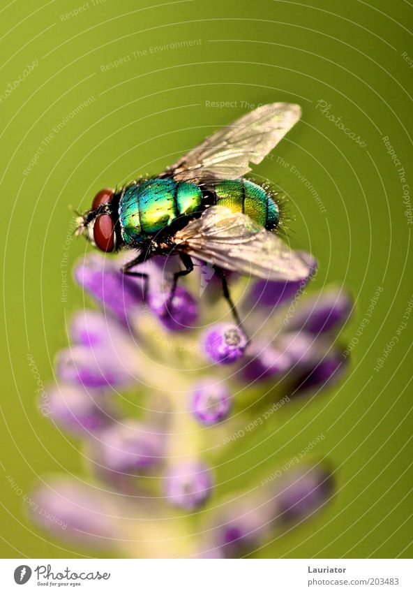 bow tie Nature Summer Plant Lavender Animal Fly 1 Wait Authentic Natural Green Violet Spring fever Freedom Colour photo Macro (Extreme close-up) Sunlight