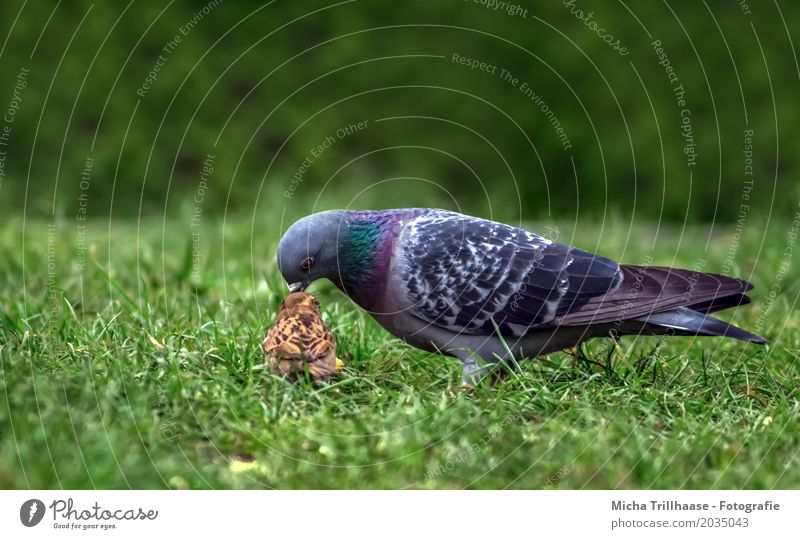 Pigeon and sparrow Environment Nature Animal Plant Grass Foliage plant Pet Wild animal Bird Animal face Wing Sparrow 2 To feed Walking Together Small Delicious