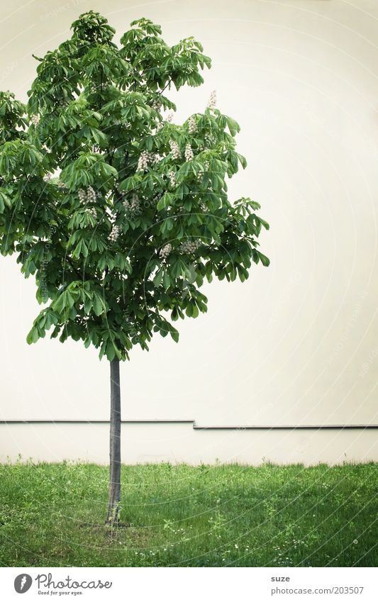 city kid Environment Nature Plant Tree Meadow Wall (barrier) Wall (building) Stand Growth Simple Small Thin Green White Loneliness Chestnut tree Individual