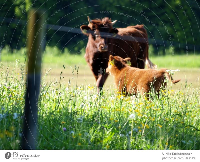 Cow mother looking at her calf Nature Grass Meadow Green Cattle Highland cattle Scotland Willow tree Fence Calf Livestock Cattle breeding Free-range rearing