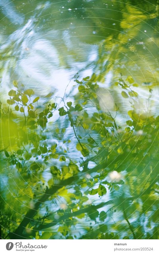 water level Waves Nature Water Spring Summer Leaf Forest Lakeside Pond Esthetic Fresh Positive Blue Green Idyll Environmental protection Exterior shot
