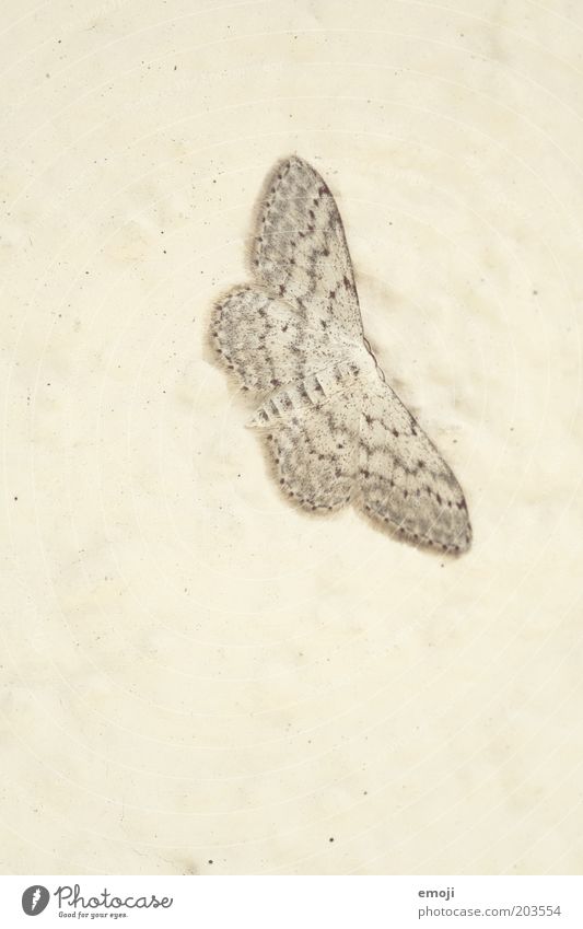 flap Animal Butterfly 1 Camouflage Unicoloured Simple Flat Pattern Colour photo Subdued colour Close-up Copy Space left Copy Space bottom Neutral Background