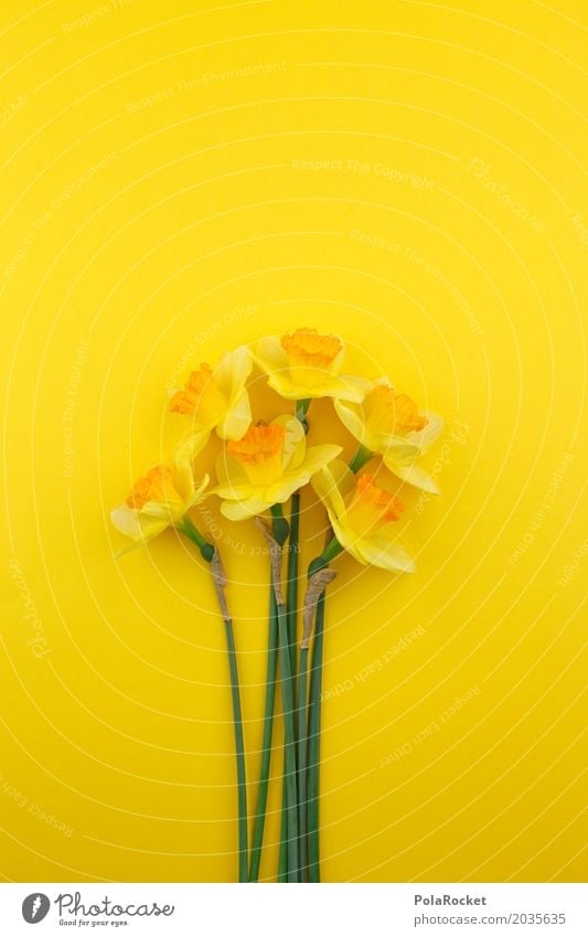 #AS# Spring 2017 Art Work of art Esthetic Narcissus Easter Spring flower Spring colours Spring celebration Yellow Yellowness Blossom Bud Many Bouquet