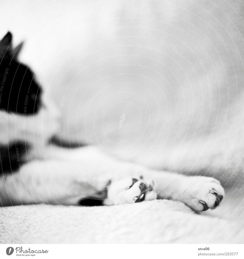a tomcat named Wolfgang Animal Pet Cat 1 Indifferent Paw Pelt Claw Goof off Relaxation Black & white photo Interior shot Copy Space right Copy Space top