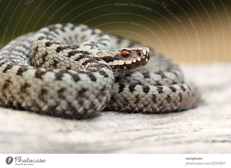 closeup of beautiful male common adder Summer Mountain Man Adults Nature Animal Snake Wild Brown Gray Red Black Fear Dangerous Reptiles vipera Frightening