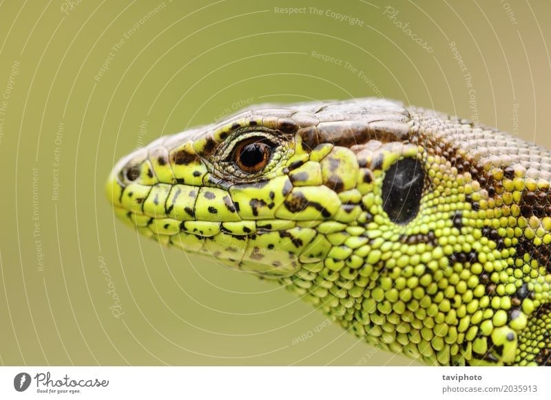 detailed portrait of sand lizard Beautiful Skin Face Man Adults Environment Nature Animal Sand Small Natural Wild Brown Green Colour wildlife agilis lacerta
