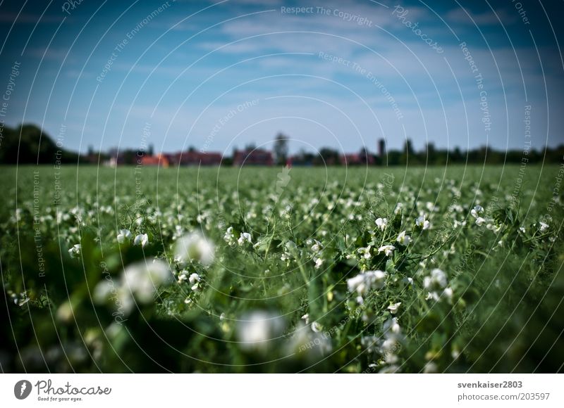 visual impairment Summer Environment Nature Landscape Plant Sky Clouds Beautiful weather Foliage plant Agricultural crop Field Blue Green White Colour photo