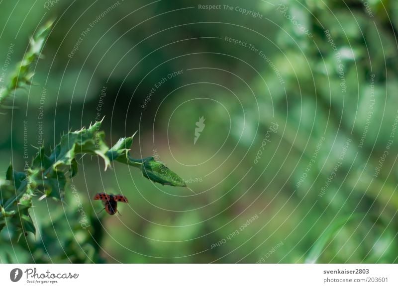 departure Environment Nature Plant Animal Summer Ladybird 1 Flying Green Red Goodbye Colour photo Exterior shot Close-up Deserted Day Blur