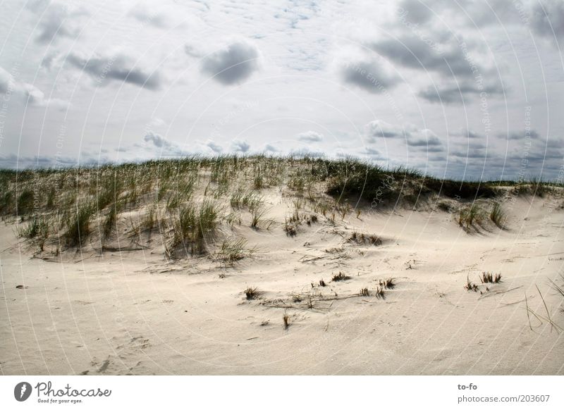 dune Nature Landscape Sand Air Sky Clouds Plant Grass Coast Beach North Sea Moody Calm Colour photo Exterior shot Deserted Day