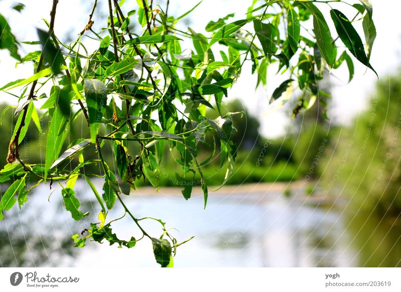through the tree Environment Nature Plant Water Summer Beautiful weather Tree Leaf Park Lakeside Bright Green Contentment Calm Protection Comforting