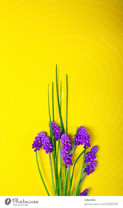 Spring flowers on a yellow surface Beautiful Summer Decoration Mother's Day Nature Plant Flower Leaf Blossom Bouquet Fresh Bright Yellow Green Violet blooming