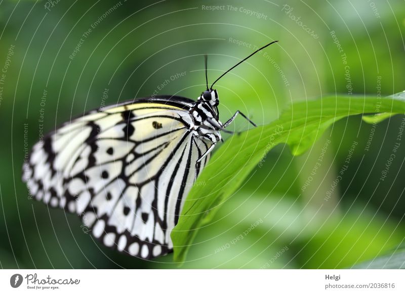 white nymph Plant Animal Leaf Butterfly White tree nymph Noble butterfly 1 To hold on Esthetic Exceptional Beautiful Uniqueness Small Natural Green Black